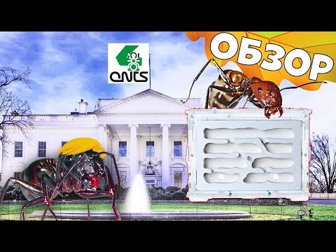 Видео: Муравьиная ферма "Белый Дом" 2018  с большим гипсовым гнездом