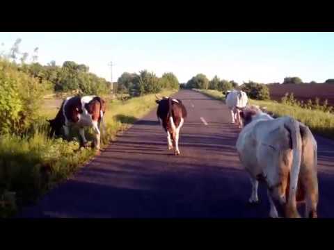 Видео: Доход от коровы)) почему молоковоз а не рынок