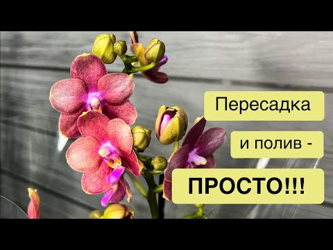 Видео: Реанимация орхидеи | Пересадка | Полив
