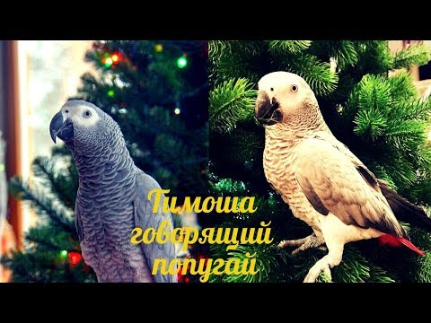 Видео: Тимоша говорящий попугай, вид Жако. Подборка видео #9