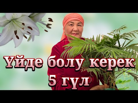 Видео: Үйде өсіру керек 5 гүл. Гүлдер әлемі. Гүлдер алеми