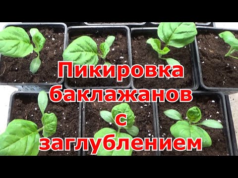 Видео: Пикировка баклажанов. Сроки пикировки баклажанов. Заглублять баклажаны при пересадке или нет.