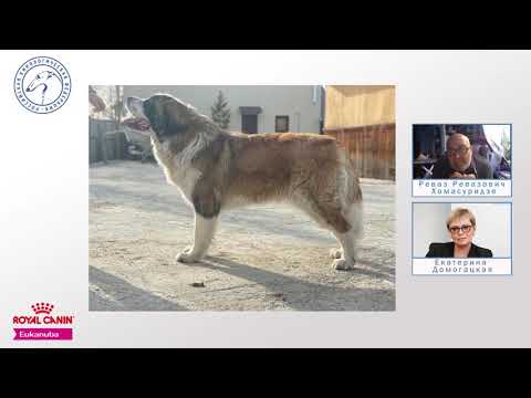 Видео: «Момент истины с Ревазом Хомасуридзе: вебинар-практикум с открытыми описаниями»