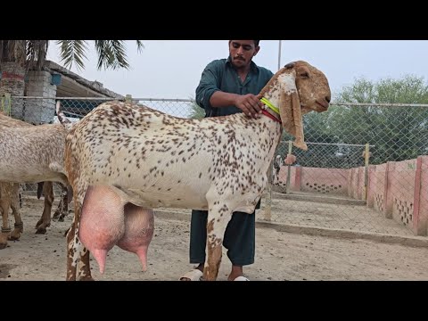 Видео: Суббота, утро, 31 числа. 10. Пчела, китайская беременная коза, козоводство, сабсе, Джьяда дудх, Д...