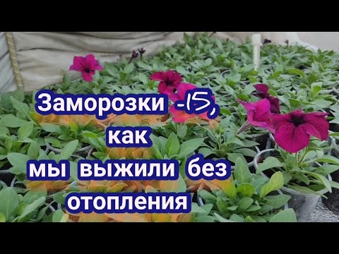 Видео: Зауральская теплица. Реально ли пережить сильные заморозки без отопления🤔