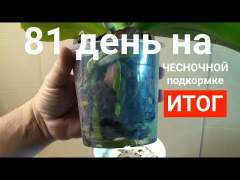 Видео: чесночная вода для орхидей ПОТРЯСАЮЩИЙ РЕЗУЛЬТАТ через 81 день КОРНИ ЛИСТЬЯ и ЦВЕТОНОС орхидеи