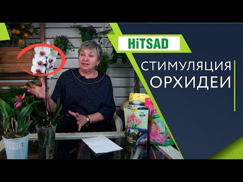 Видео: Как разбудить спящую ОРХИДЕЮ ✔️ Как заставить цвести Орхидею ✔️ Лучшие способы от Хитсад ТВ