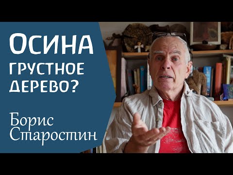Видео: Осина и человек. Борис Старостин