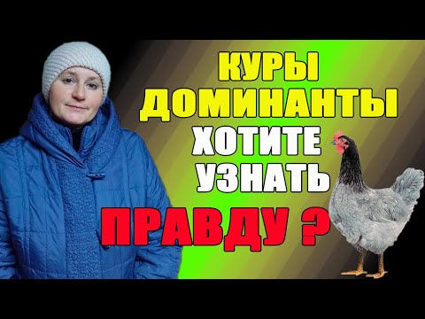 Видео: Куры Доминанты - хотите узнать правду о них.