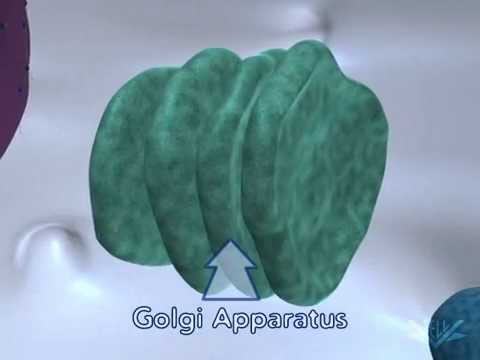 Видео: Конститутивная секреция (аппарат Гольджи)