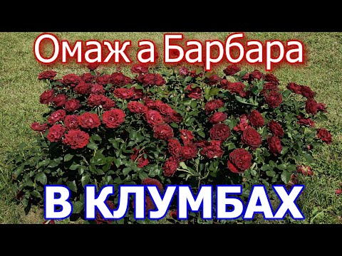 Видео: Роза Омаж а Барбара в клумбе.