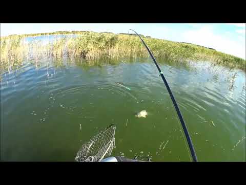 Видео: оз.Чаны! Сазан ломает удочки!