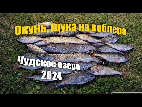 Видео: ОКУНЬ  ЩУКА.Чудское озеро.  Раннапунгерья 2024