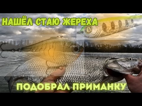 Видео: Жерех на каждом Забросе! Важно подобрать Приманку! #рыбалка #спиннинг #жерех
