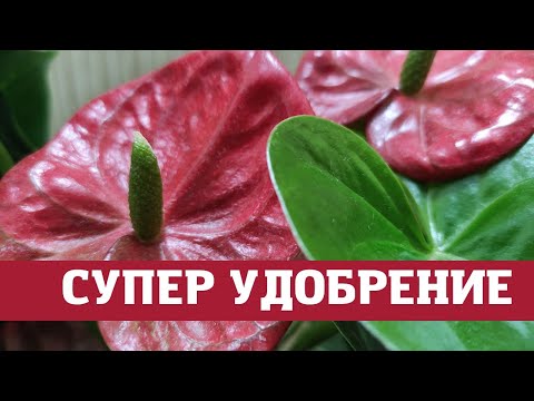 Видео: Мужское счастье ( антуриум) лучшее удобрение