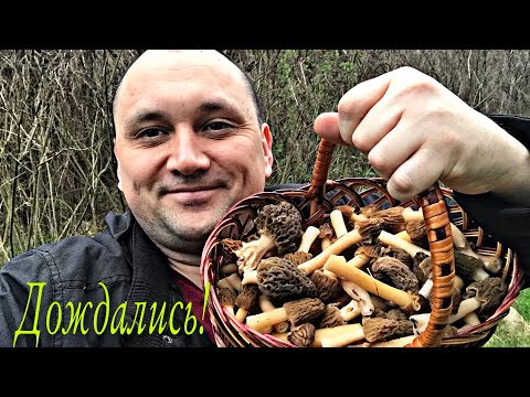 Видео: Апрельские грибы. Сморчковая шапочка и сморчок конический.