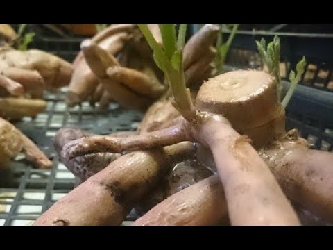 Видео: Хранение корней георгинов в парафине.