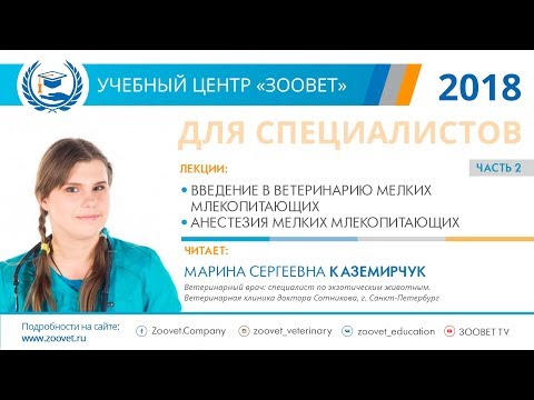 Видео: М. С. Каземирчук в УЦ ЗООВЕТ | Анестезия мелких млекопитающих. Часть 2/3