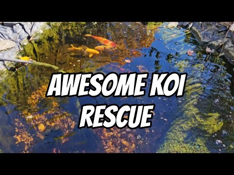 Видео: Удивительное спасение кои