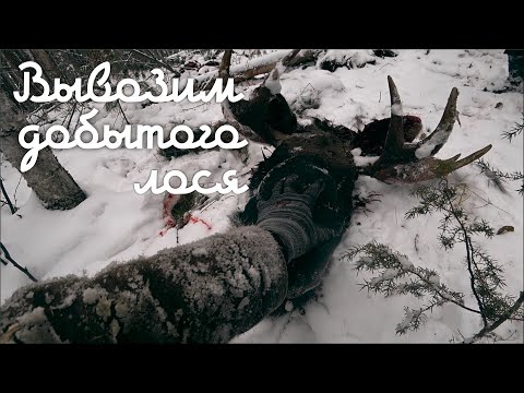 Видео: Вывозим добытого лося