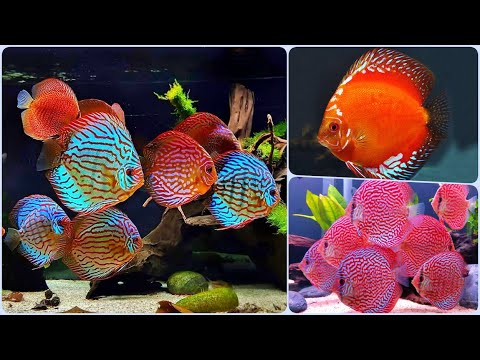 Видео: Дискусы - одни из самых красивых аквариумных рыбок Содержание, разведение Дискусов и совместимость