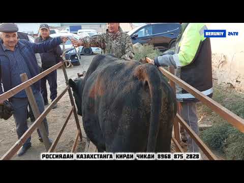 Видео: БЕРУНИЙ МОЛ БОЗОРИ 1-КИСМ 20.10.2024