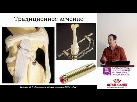 Видео: Карелин М. С. - Экспертное мнение о разрыве ПКС у собак. Часть 2