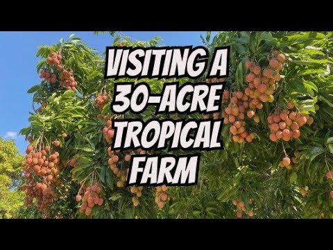 Видео: КАК ВЫГЛЯДИТ ТРОПИЧЕСКАЯ ФРУКТОВАЯ ФЕРМА ПЛОЩАДЬЮ 30 АКРОВ?