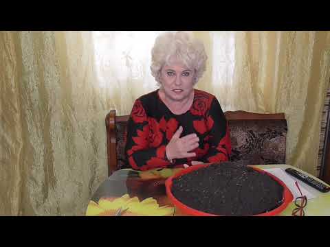 Видео: Предпосевная подготовка грунта. Ольга Чернова.