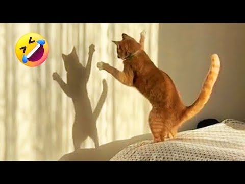 Видео: Попробуй не засмеяться! 😂 Самые смешные видео с животными 2025 😅 Часть 13