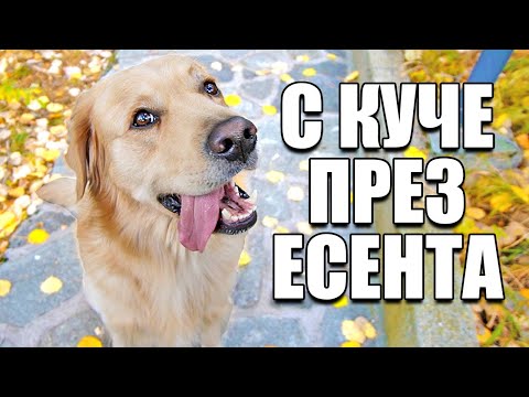 Видео: 1 ДЕН С КУЧЕ ПРЕЗ ЕСЕНТА
