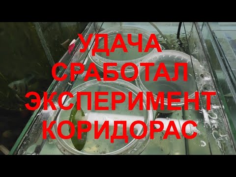 Видео: Удача эксперимент коридорас сработал...