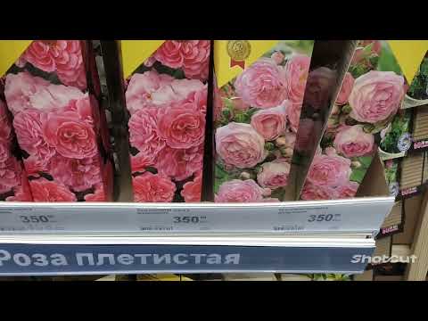 Видео: В Леруа за грунтом.😉