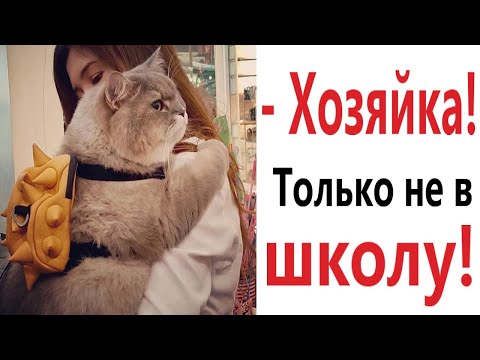 Видео: Лютые приколы. КОТ ИДЕТ В ШКОЛУ!!! Тест на психику! Засмеялся проиграл! – Domi Show!