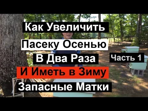 Видео: Пасека#127 Как Увеличить Пасеку Осенью в Два раза и иметь Запасных Маток Пчеловодство для начинающих