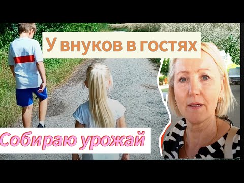 Видео: Прогулка с внуками/болтовня на дачах/собираю урожай