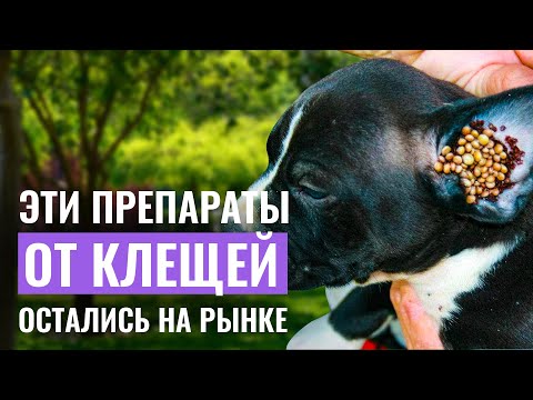 Видео: Осторожно, КЛЕЩИ! КАК ЗАЩИТИТЬ ПИТОМЦА? Обзор препаратов от клещей в 2023 году