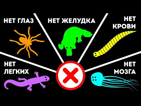 Видео: 10+ животных, у которых отсутствуют очень важные органы