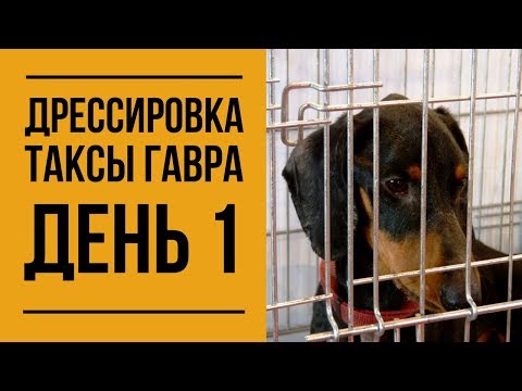 Видео: Дрессировка таксы Гавра. День 1