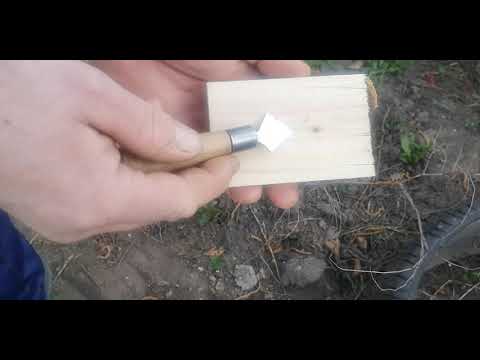 Видео: Как привить ЗИЗИФУС.