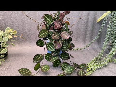 Видео: Моя коллекция Хой😊 Часть 2 16.02.2025.