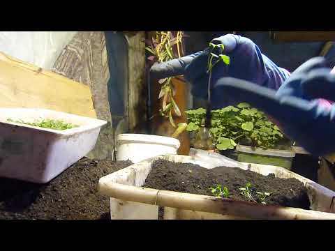 Видео: небольшие хитрости при пикировке  виолы.