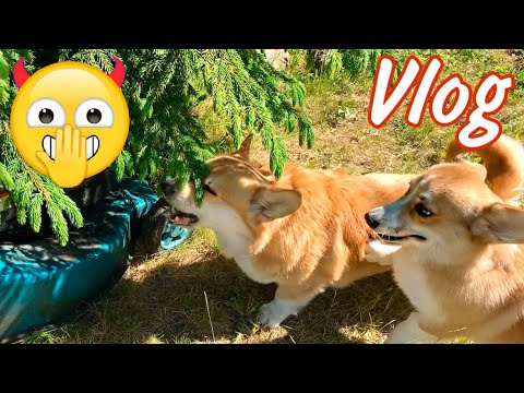 Видео: Таффи наказал ВРАГА😂Утро в деревне 🌻/Часть 4