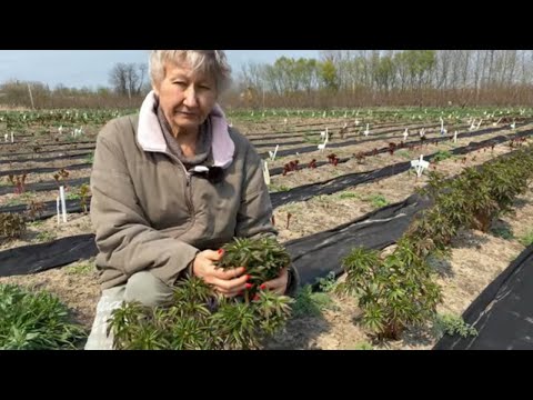 Видео: Пионы после зимы / Сад Ворошиловой