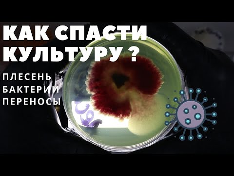 Видео: Плесень, бактерии - работа с агаром - как спасти культуру ?