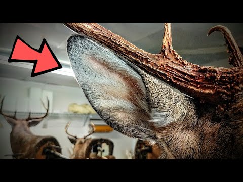 Видео: КАК КРЕПИТЬ УШИ ОЛЕНЬЕГО ОГНЯ!!! (как я это делаю, во всяком случае) ***СУПЕР ПРОСТАЯ*** ТАКСИДЕР...