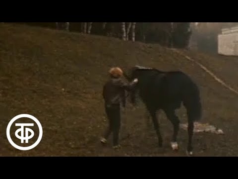 Видео: Рыжий, серый, вороной и всадница. О чемпионке по конному спорту Елене Петушковой (1986)
