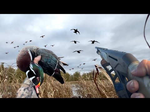 Видео: Зелёные головы и шилохвосты | Ограничения для всех селезней, но каждый селезень становится красивее