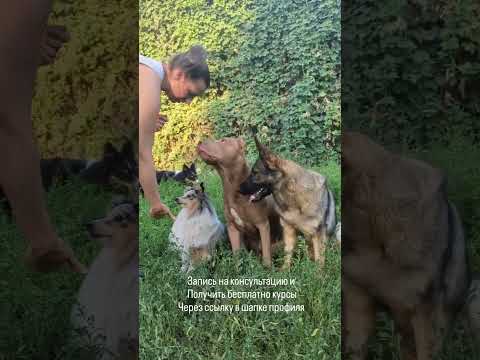 Видео: вредный кинолог упражнение прикольное