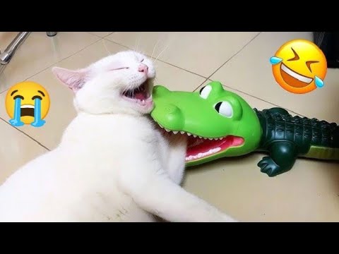 Видео: Заставляет смеяться в голос ‼️Забавное поведение кошек и действительно забавные проказы 🤣 Смешные...